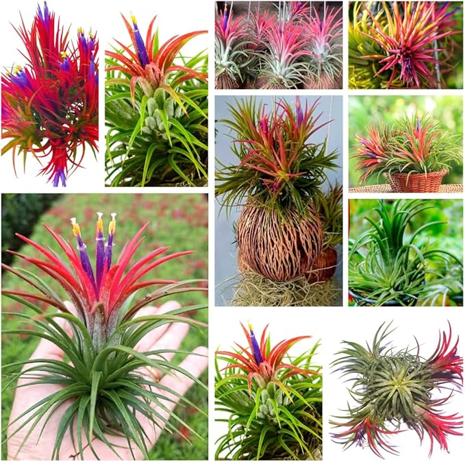 Red Tillandsia Air Plants Live, Set 20 Live Plant, Tillandsia Plants, Succulents Plant Live, Indoor and Outdoor House Plant