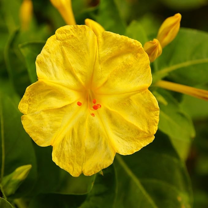 Outsidepride 1/4 lb. Perennial Mirabilis Jalapa Four O' Clock Yellow Flower Seeds for Planting