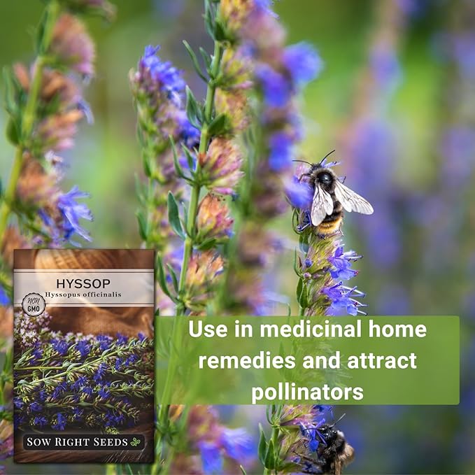 Sow Right Seeds - Hyssop Seed for Planting - Medicinal Herb to Plant in Your Garden - Outdoors - Attracts Pollinators - Stunning Purple Flowers - Non-GMO Heirloom Seeds - Great Gardening Gift (4)