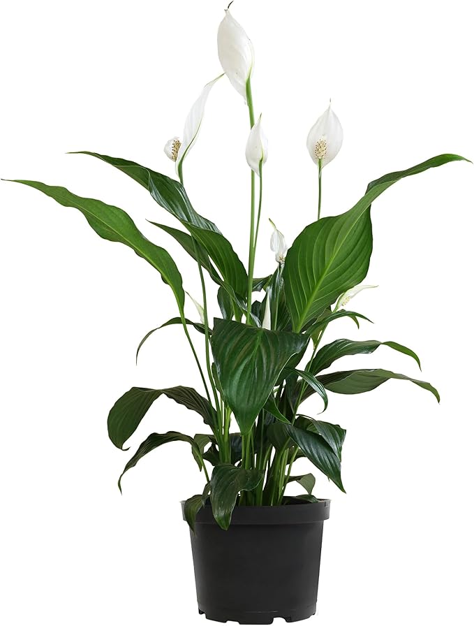 Peace Lily in 6 Inch Plant Pot for Plants, Easy Peace Lily Plant Indoor Live House Plants Live Plants Indoor, Low Light Plants Live Houseplants Live Indoor Plants Live Houseplants by Plants for Pets