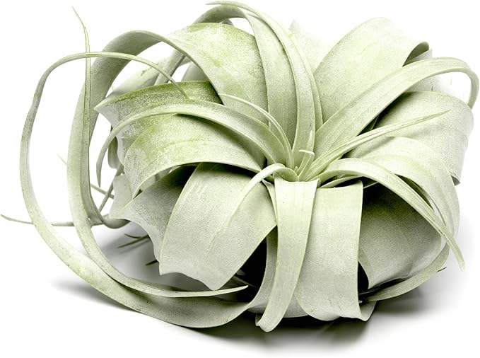 Tillandsia Xerographica Air Plant Set (3 Pack), Tillandsia Air Plants Live Large Indoor Plants Live Houseplants, Exotic Plants for Succulent Terrarium, Succulents Plants Live Plants by Plants for Pets
