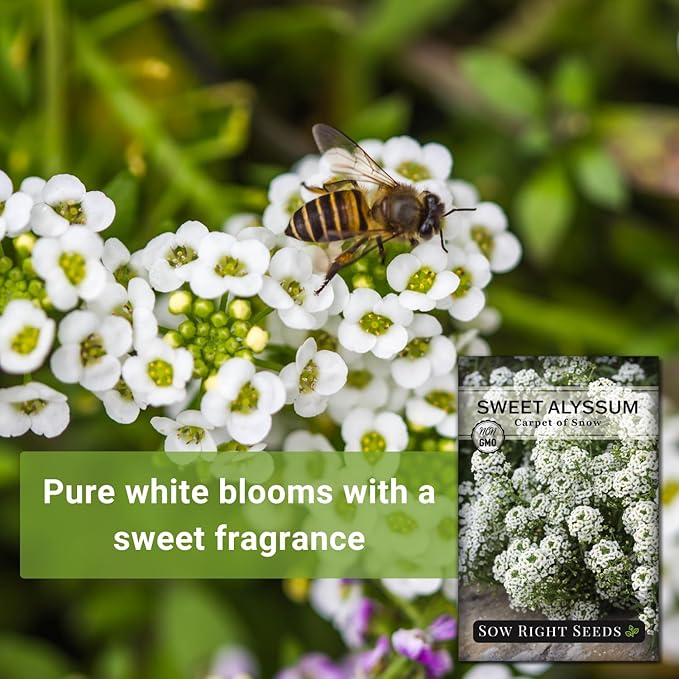 Sow Right Seeds - Sweet Alyssum White Carpet of Snow Flower Seeds for Planting - Non-GMO Heirloom Packet with Instructions to Plant in Your Garden - White Perennial - Groundcover with Blooms (3)