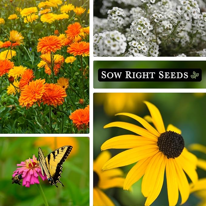 Sow Right Seeds - Large Flower Seed Collection - Coleus, Carnation, Daisy, Calendula, Alyssum, Echinacea, Lavender, Snapdragon & Zinnia - Non GMO Heirloom Seeds for Planting - 10 Packets