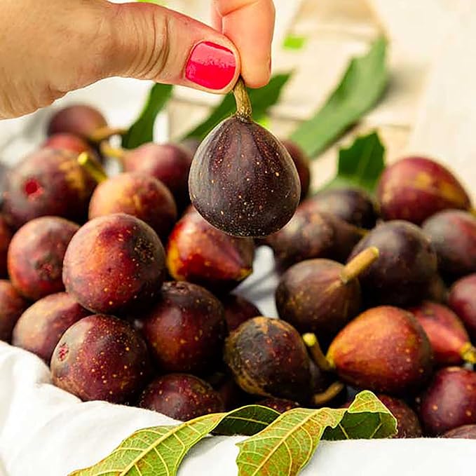 Southern Living Plant Collection 2 Gallon 'Little Miss Figgy' Fig Plant