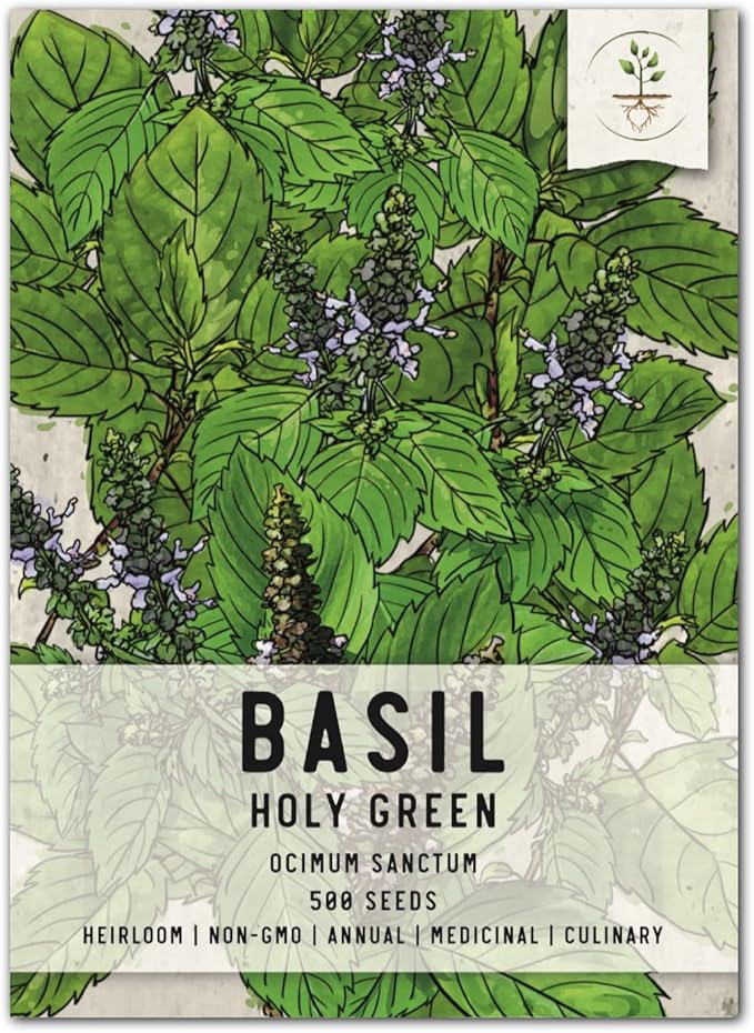 Seed Needs, Holy Basil Seeds - 500 Heirloom Seeds for Planting Ocimum Sanctum - Medicinal Tulsi Herb to Plant Indoors or Outdoors, Non-GMO & Untreated (1 Pack)