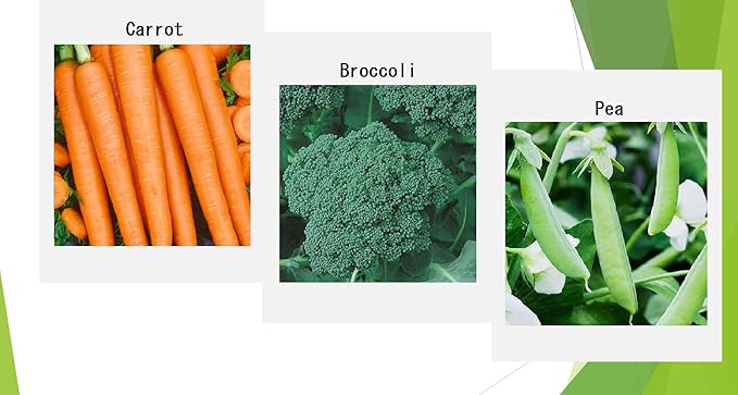 Premium Winter Vegetable Seeds for Planting Organic Non-GMO Heirloom Seeds 12 Varieties: Radish, Pea, Broccoli, Beet, Carrot, Cauliflower, Green Bean, Kale, Arugula, Cabbage, Asparagus, Brussel Sprout