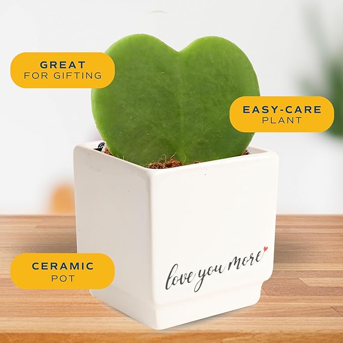 Costa Farms Hoya Heart Live Plant, Succulent-Like Houseplant in Cute Love You More Plant Pot, Potting Soil, 5-Inches Tall| Valentines Day Gift | Valentines Day Decoration