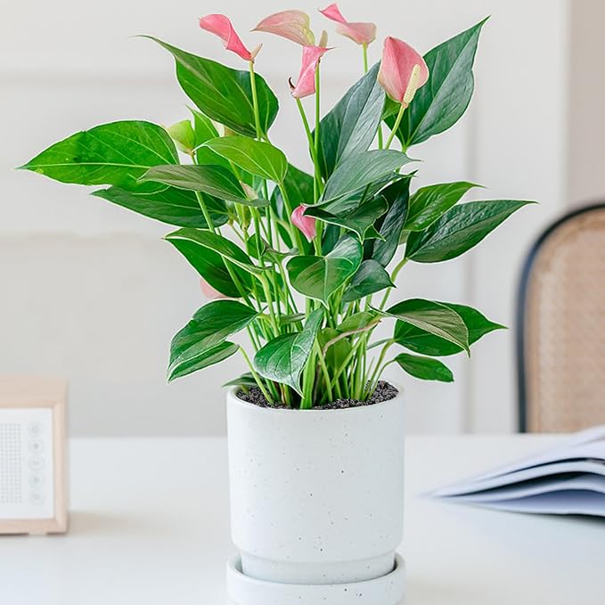 10 LB Black Lava Rocks for Plant Decorative Landscaping for Cacti Succulents Plants, Bonsai, and Terrarium Plants,…