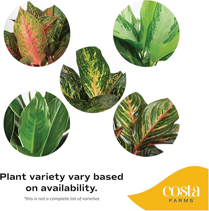 Costa Farms Aglaonema, Chinese Evergreen, Live Indoor Plant, Potted in Grower's Pot, 30-Inches Tall