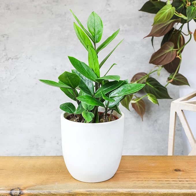 3.5" ZZ Plant Zamioculcas Zamiifolia, ZZ Plants Live House Plants Indoors Live House Plants Indoors, Indoor Plants Live, Real Live Plants Indoor Plants Live Houseplants Live Indoor by Plants for Pets