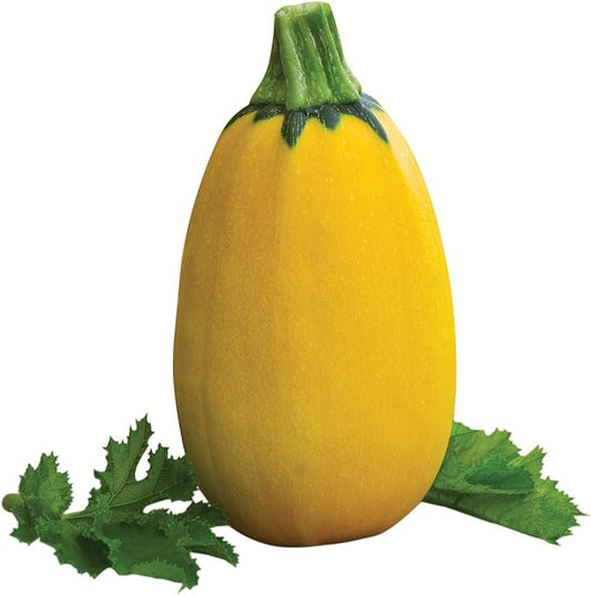 Burpee Golden Egg Summer Squash Seeds 25 seeds