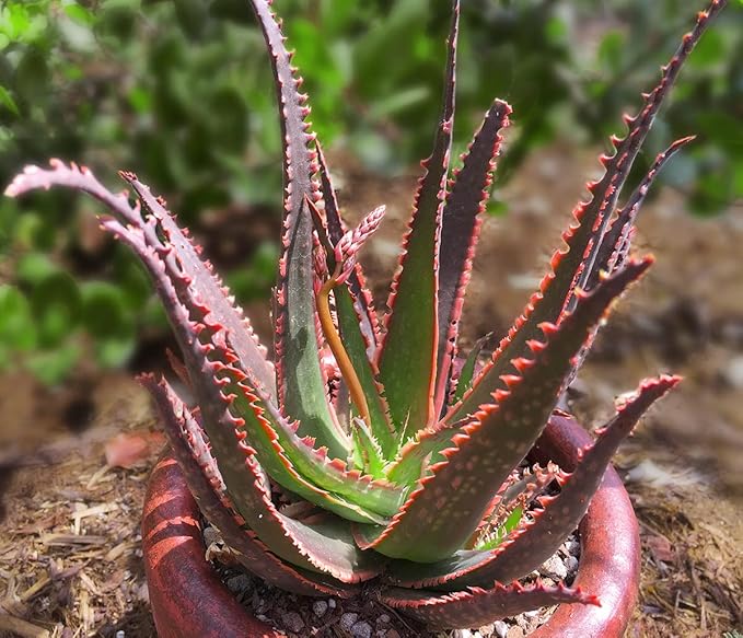 Live Aloe Plant Succulents (3 Pack), Succulents Plants Live in Potting Soil, Potted Succulents Live Plants, Star Aloe Plants Live in Cacti Pots, Cactus Plants Live Succulent Plants by Plants for Pets