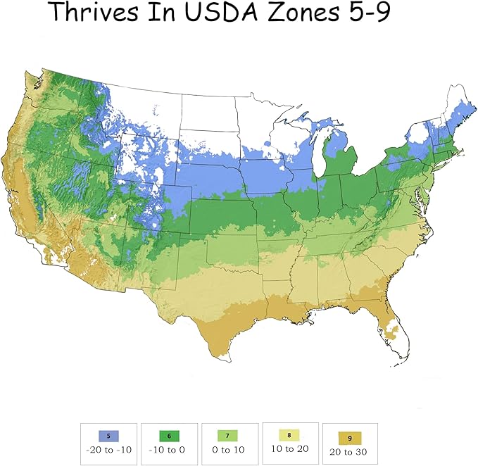 2 Gallon Proven Winners Paraplu 'Violet' Hibiscus
