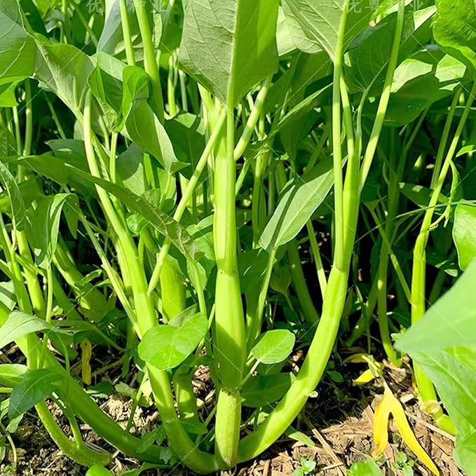 1200+ Kong Xin CAI Vegetable Seeds Water Spinach Kangkong Delicious Vegetable Seeds for Green Leaf Planting Garden Non-GMO Choy Ong Seed