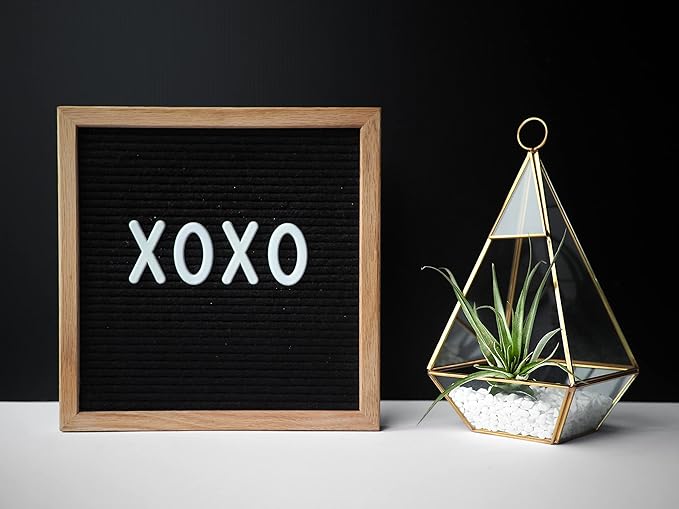 Shop Succulents | Assorted Collection of Live Air Plants, Hand Selected Variety Pack of Air Succulents | Collection of 6