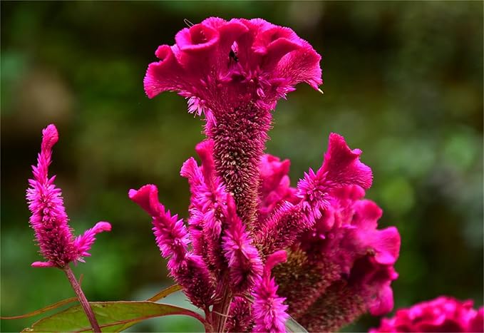 Garden Plant Seed Flower Seed Cockscomb Mixed Colors Dwarf Celosia Cristata Nana Jessica - 300 Celosia Seeds