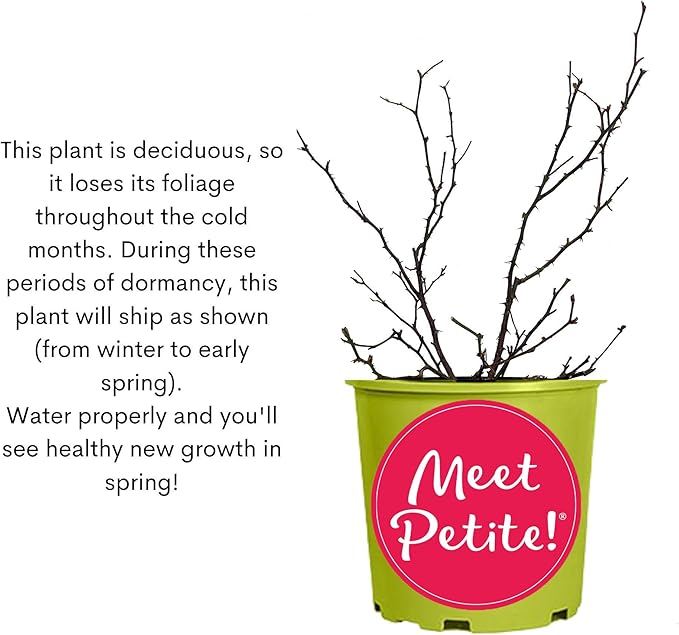 6qt Petite Knockout Red Rose