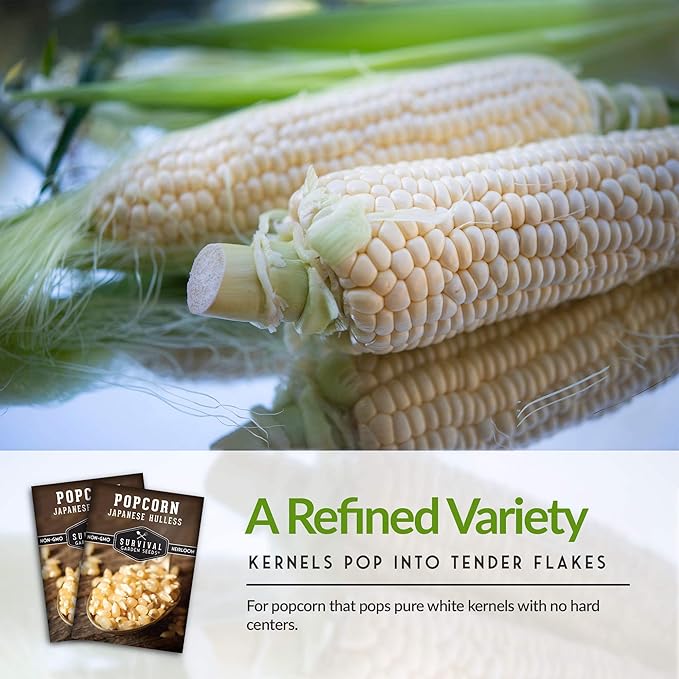 Survival Garden Seeds - Japanese Hulless Popcorn Seed for Planting - 2 Packs with Instructions to Plant and Grow Delicious Kernel Popcorn in Your Home Vegetable Garden - Non-GMO Heirloom Variety