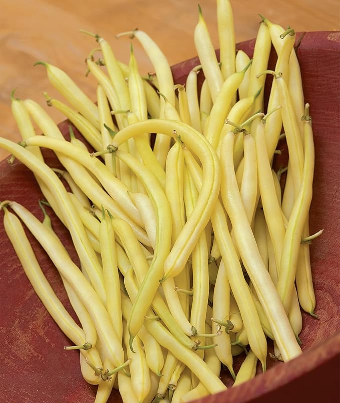 Burpee Golden Wax Organic Bush Bean Seeds 1 ounces of seed