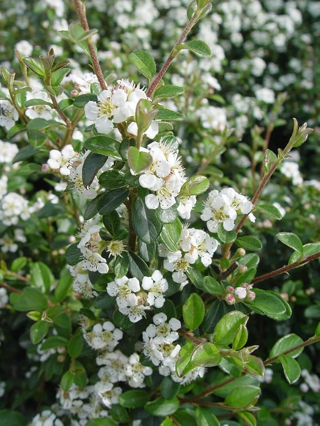 Cotoneaster dammeri 'Coral Beauty' (Coral Beauty Cotoneaster) Shrub, 3 - Size Container
