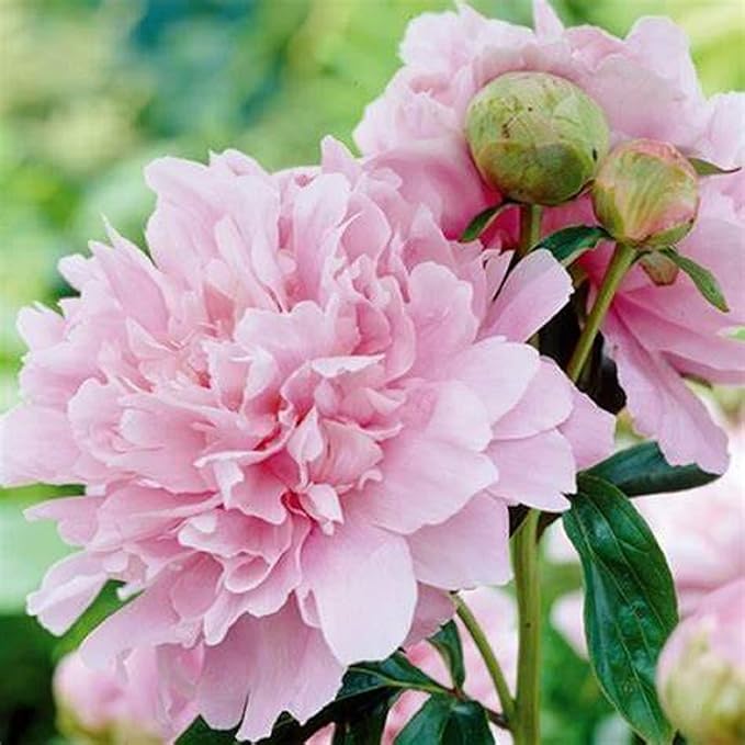 CHUXAY GARDEN Mix Peony Flower Seed 50 Seeds Pink Red White Beauty Flowers Perennial Flowering Plant Native Wildflower Beautiful Potted Plants