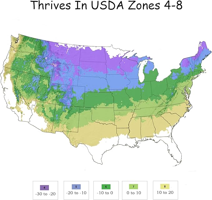 2g Bushel and Berry BlackBerry Baby Cakes