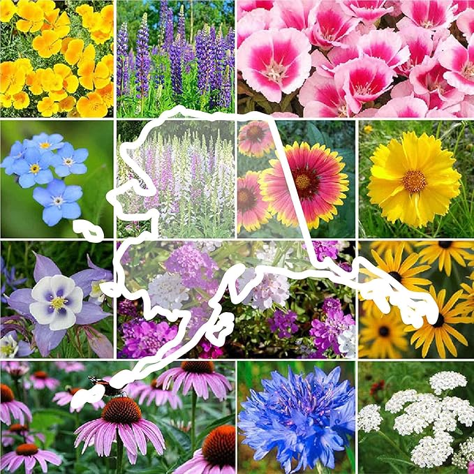 Eden Brothers Alaska Wildflower Mixed Seeds for Planting, 1 oz, 30,000+ Seeds with Yarrow, Foxglove, Cornflower | Attracts Pollinators, Plant in Spring or Fall, Zones