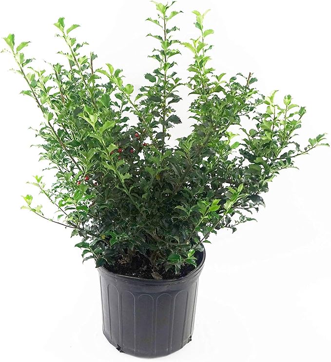 Ilex X meserveae 'Blue Princess' (Blue Holly) Evergreen, #2 - Size Container