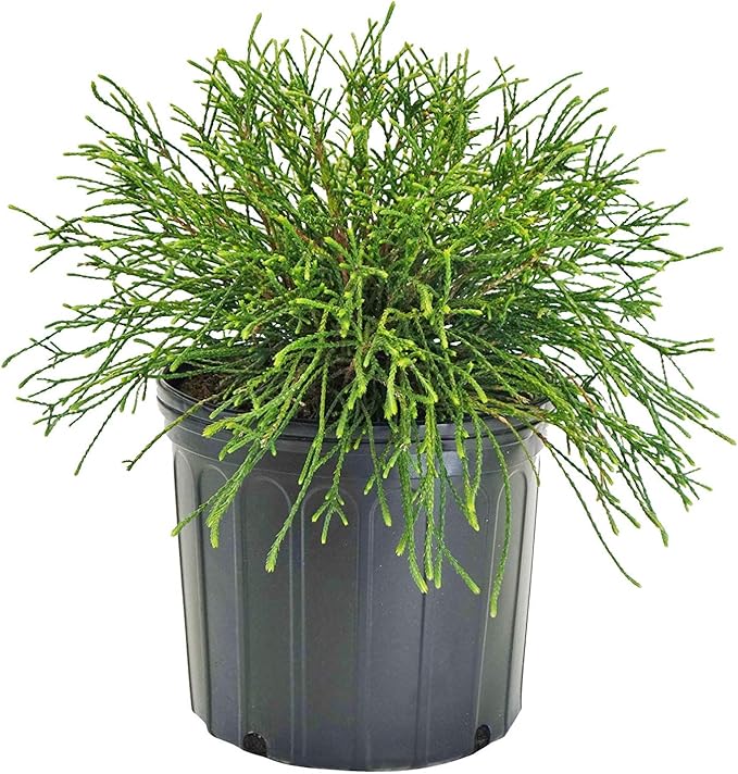 Thuja plicata 'Whipcord' (Western Arborvitae) Evergreen, #3 - Size Container