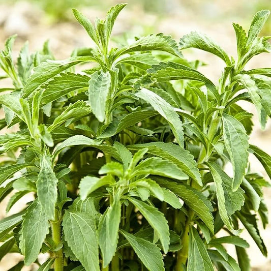 CHUXAY GARDEN Stevia Rebaudiana Seed 200 Seeds Garden Stevia Edible Seasoning Culinary Plants High Yield Flourishing Spectacular Display