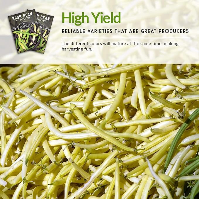 Survival Garden Seeds - Tri-Color Bean Seed for Planting - 3 Packs with Instructions to Plant and Grow Yellow, Purple, and Green Bush Beans in Your Home Vegetable Garden - Non-GMO Heirloom Variety