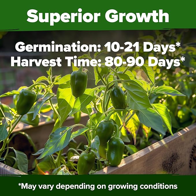 HOME GROWN Jalapeno Pepper Seeds (Capsicum annuum) - High Germination, Non-GMO Heirloom Seeds - 129 Hot Pepper Seeds for Planting - Easy to Grow, Early Harvest Jalapeno Seeds for Enthusiast