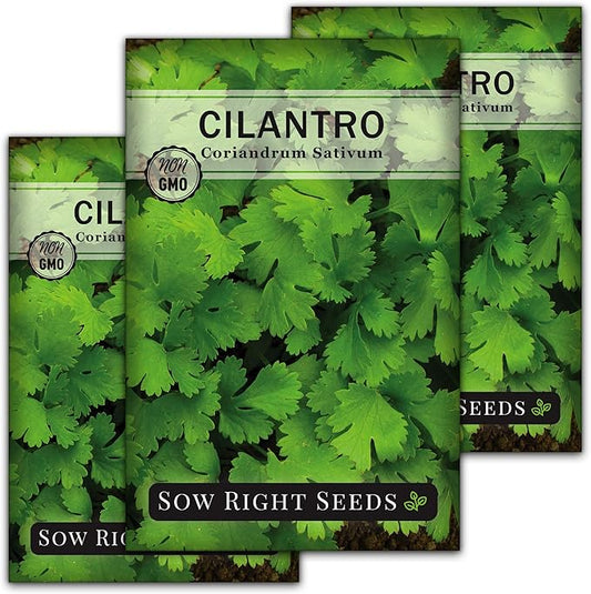 Sow Right Seeds - Cilantro Seeds for Planting - Non-GMO Heirloom Packet with Instructions to Grow a Kitchen Herb Garden - Great Addition to Your Cooking - Make Coriander Seasoning - Zesty Herb (3)