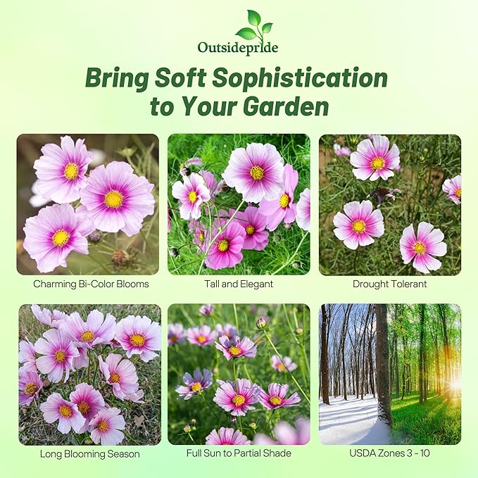 Outsidepride 1000 Seeds Annual Cosmos Bipannatus Day Dream Pink Cut Flower Seeds for Planting