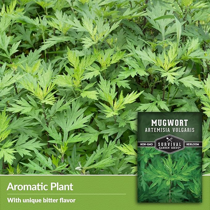 Common Mugwort Seed for Planting - 3 Packets with Instructions to Plant and Grow Artemisia Vulgaris in Your Home Vegetable Garden - Non-GMO Heirloom Variety - Survival Garden Seeds