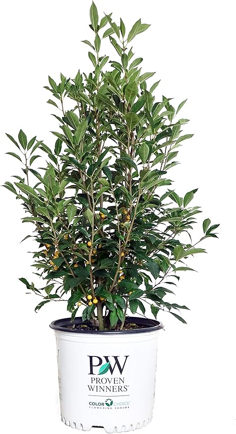 Proven Winners - Ilex verticillata Berry Heavy Gold (Winterberry) Shrub, gold berries, 3 - Size Container