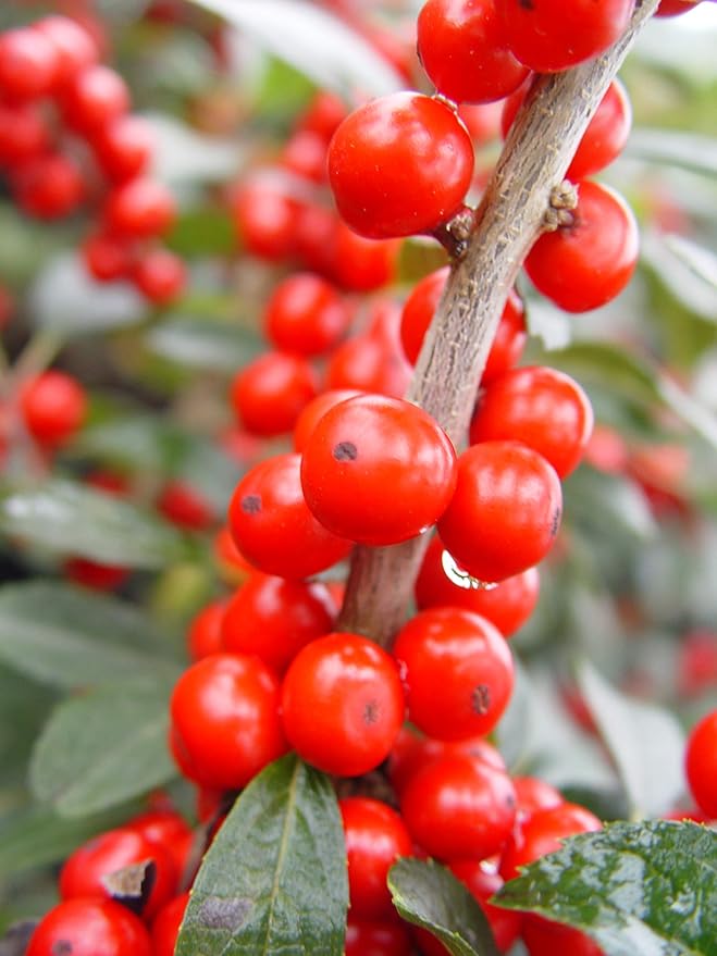 Ilex verticillata 'Red Sprite' (Winterberry) Shrub, XL red fruit, 3 - Size Container