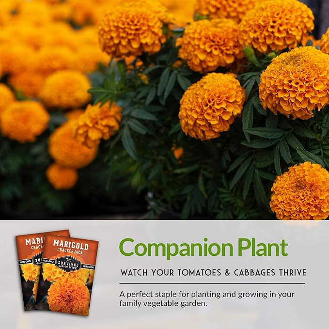 Survival Garden Seeds - Crackerjack Marigold Seed for Planting - 2 Packs with Instructions to Plant and Grow in Your Home Vegetable Garden - Non-GMO Heirloom Variety