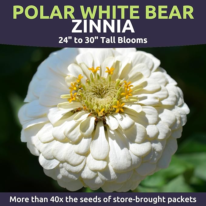Zinnia Polar Bear White - Bulk 1/4 Pound Pouch - 15,000 Flower Seeds for Planting - Zinnia elegans