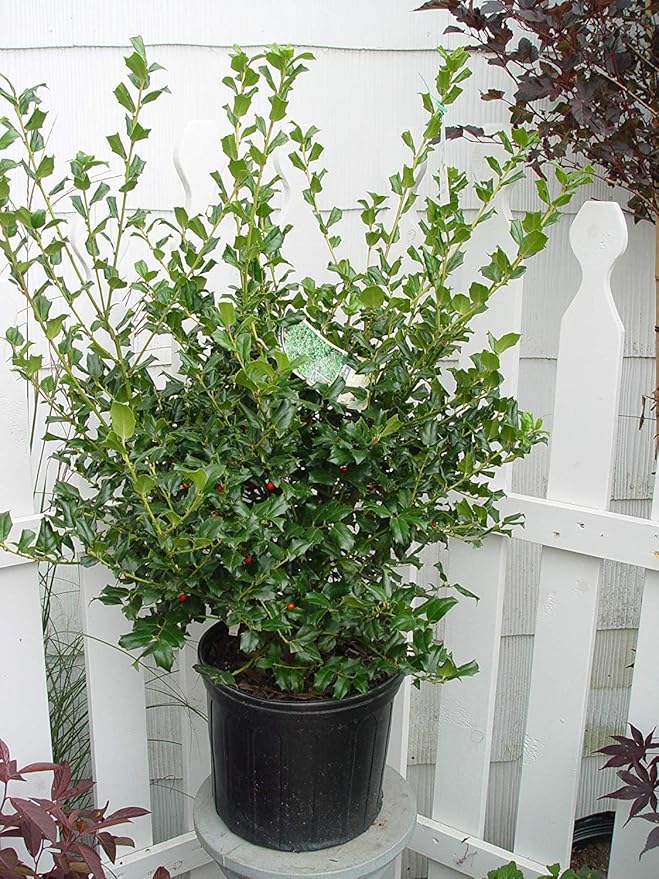 Ilex X meserveae 'China Girl' (Holly) Evergreen, 2 - Size Container