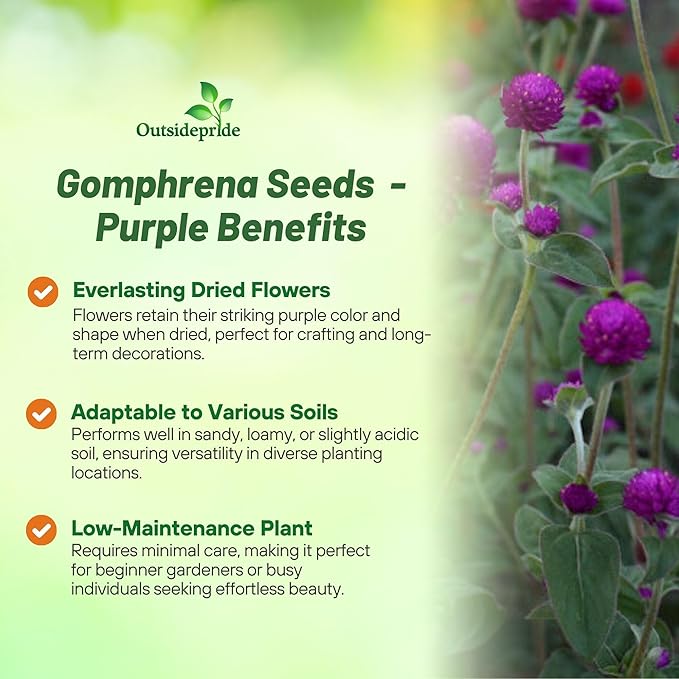 Outsidepride 2000 Seeds Annual Purple Gomphrena Globosa Flower Seed for Planting