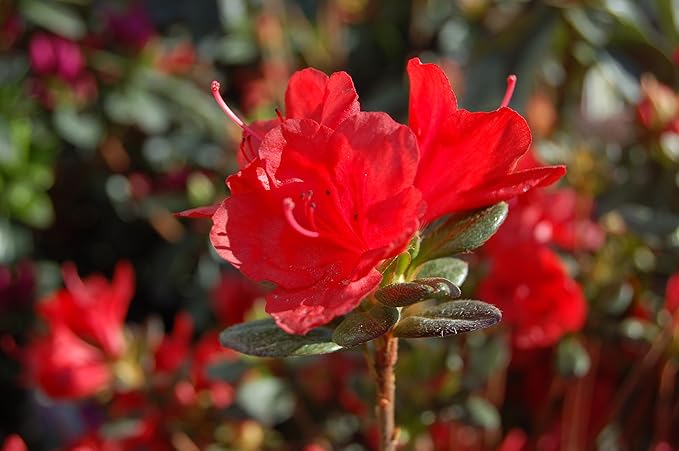 Azalea 'Stewartstonian' (Azalea) Shrub, red flowers, #3 - Size Container