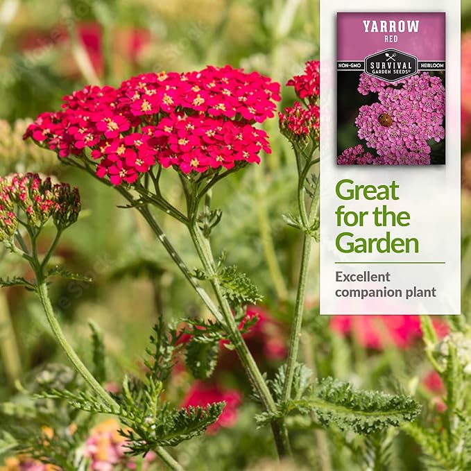 Red Yarrow Seed for Planting in The Garden - 2 Packs with Instructions to Plant and Grow Common Yarrow - Medicinal Herb Wildflowers - Heirloom, Non-GMO, Open-Pollinated Seeds for The Survival Garden