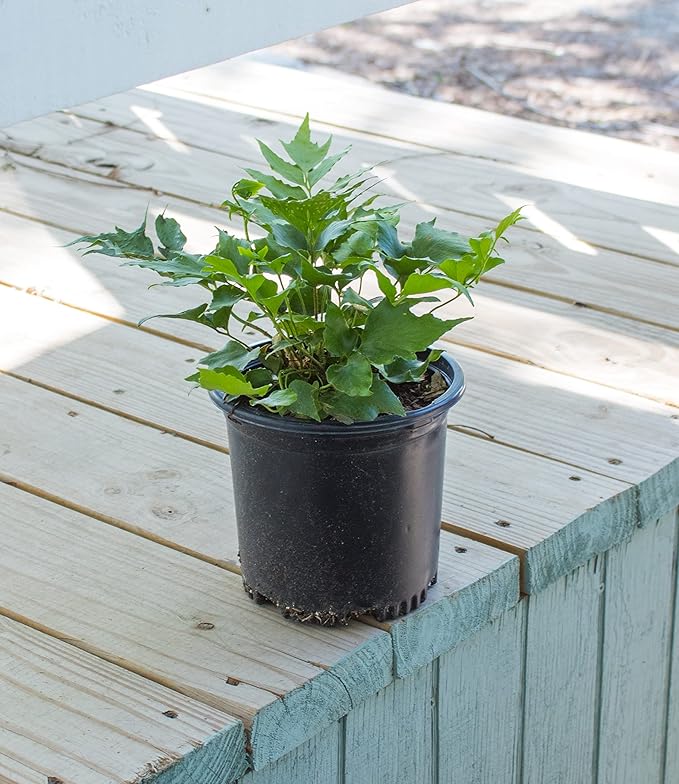 Holly Fern Plants Live Houseplants, Ferns Live Plants Indoor Plants Live Houseplants, Live Fern Plant Low Light House Plants Indoors Live Outdoor Plants and Flowers, House Plant by Plants for Pets