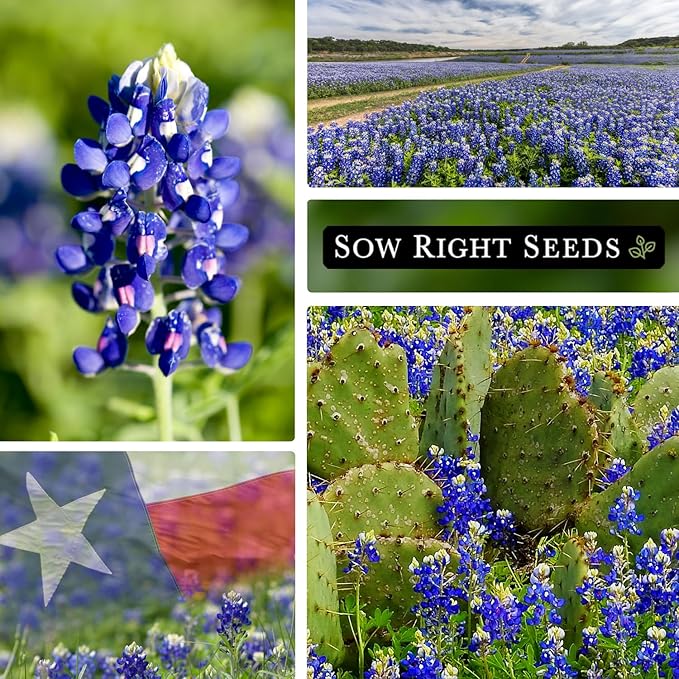 Sow Right Seeds - Texas Bluebonnet Seeds to Plant - Non-GMO Heirloom Seeds -Full Instructions for Planting - Beautiful Perennial Blue Blooms -Sweet Addition to Your Yard (2)