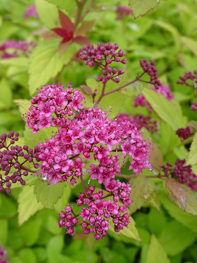 Spiraea jap. 'Magic Carpet' (Spirea) Shrub, #3 - Size Container