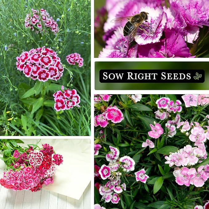 Sow Right Seeds - Sweet William Mix Flower Seeds for Planting - Beautiful and Edible Biennal Variety - Non-GMO Heirloom Packet to Plant Home Flower Garden - Fragrant Blooms to Attract Pollinators
