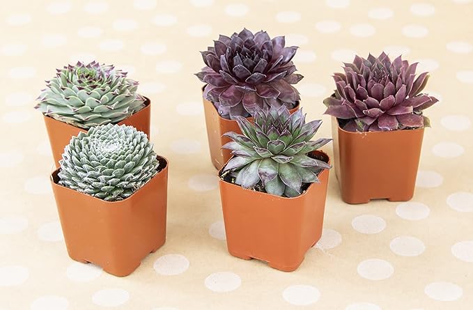Succulent Plants | 20 Sempervivum Succulents | Rooted in Planter Pots with Soil | Real Live Indoor Plants | Gifts or Room Decor by Plants for Pets