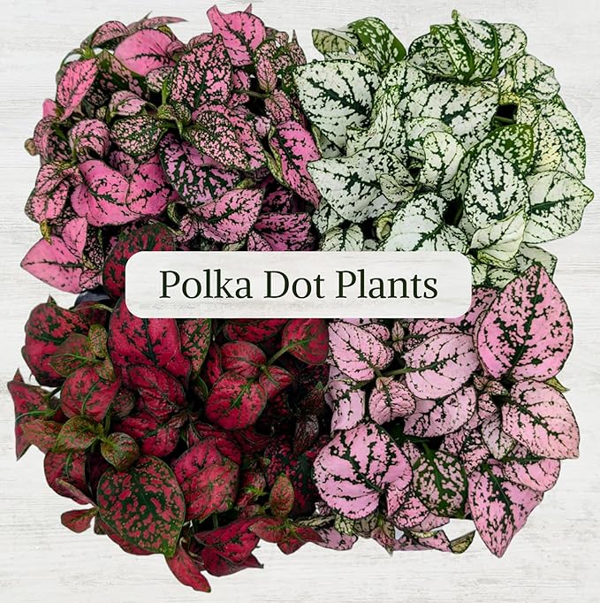 Polka Dot Plant Collection (4-Pack) - House Plants Indoors Live, Air Purifying Live Indoor House Plants, (Red, White, Rose, and Pink) Indoor Plants Live houseplants.