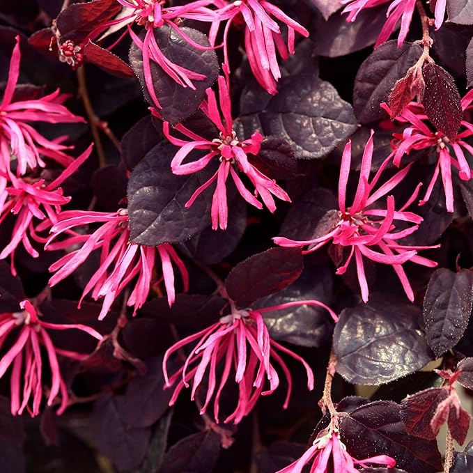 2 Gallon Proven Winners Loropetalum Jazz Hands Pink Shrub